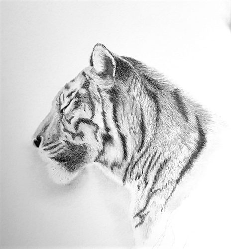 Graphite pencils, Tiger from Chester Zoo.